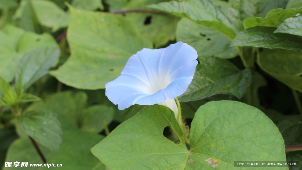 牵牛花