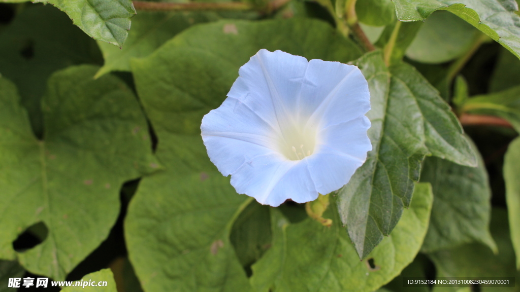 牵牛花