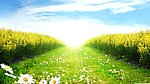 油菜花