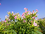 烟草花