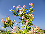 烟草花
