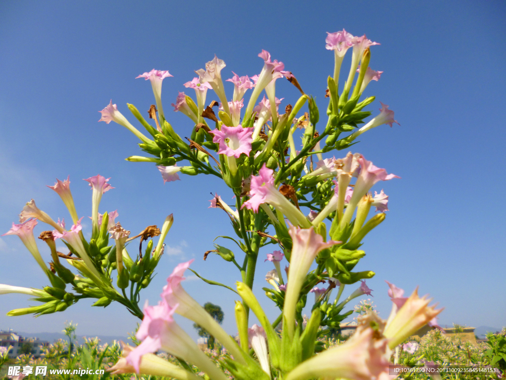 烟草花