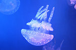 梦幻水母