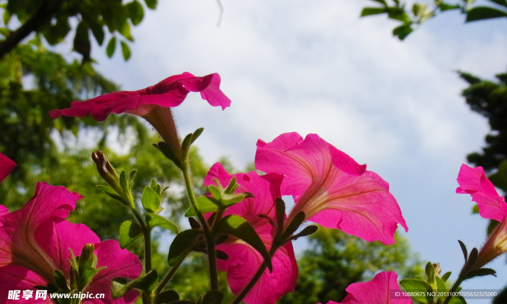 牵牛花