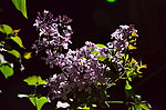 最爱丁香花