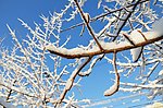 雪压枝头