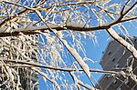 雪压枝头