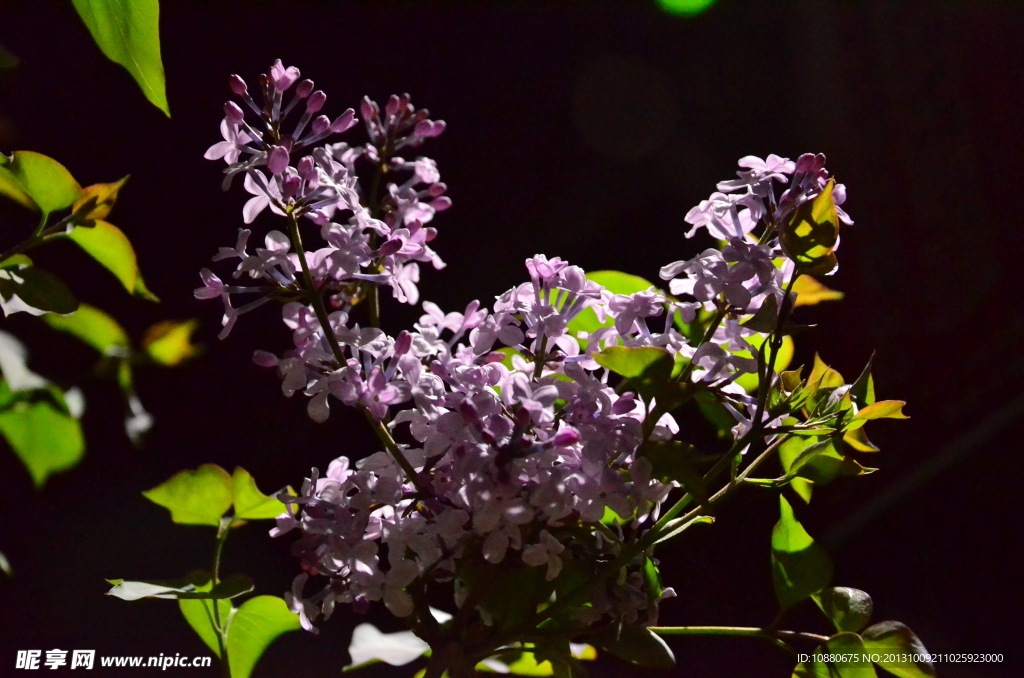 最爱丁香花