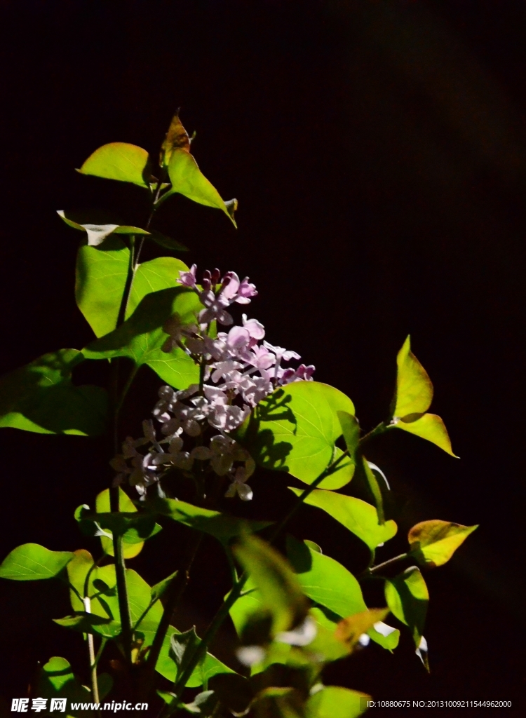 最爱丁香花