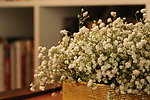 美丽的小花