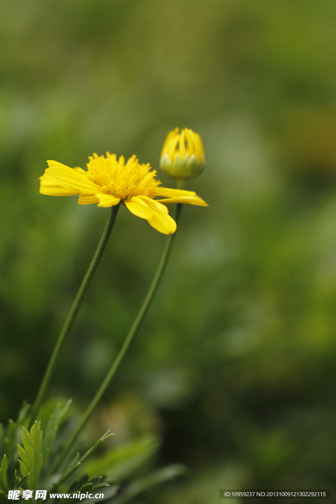 小花