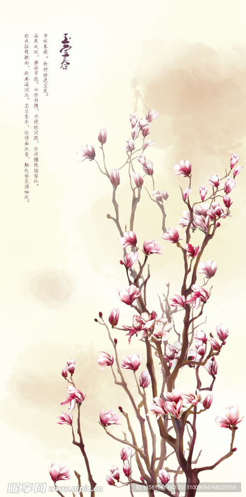 玉兰花