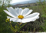 波斯菊