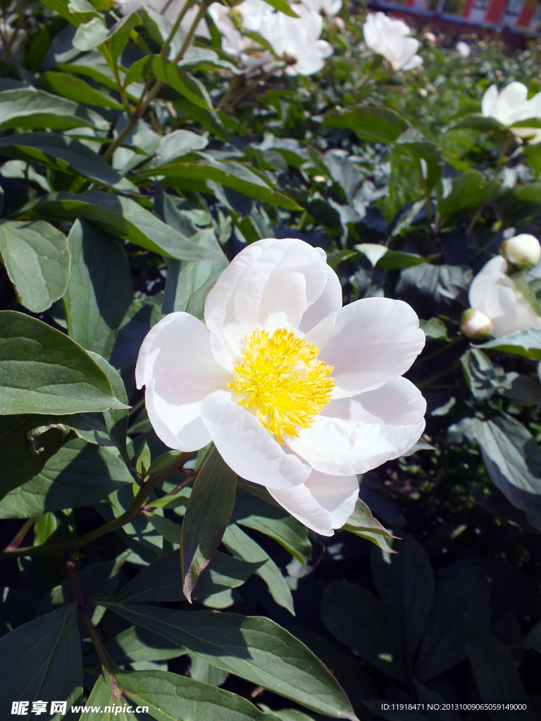 春天校园芍药花