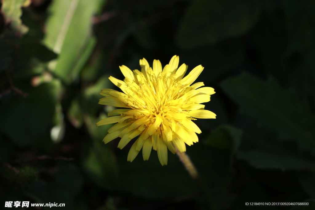 野菊花