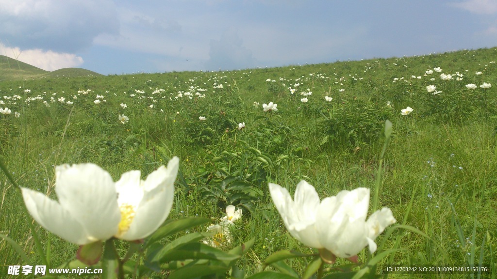 白芍药