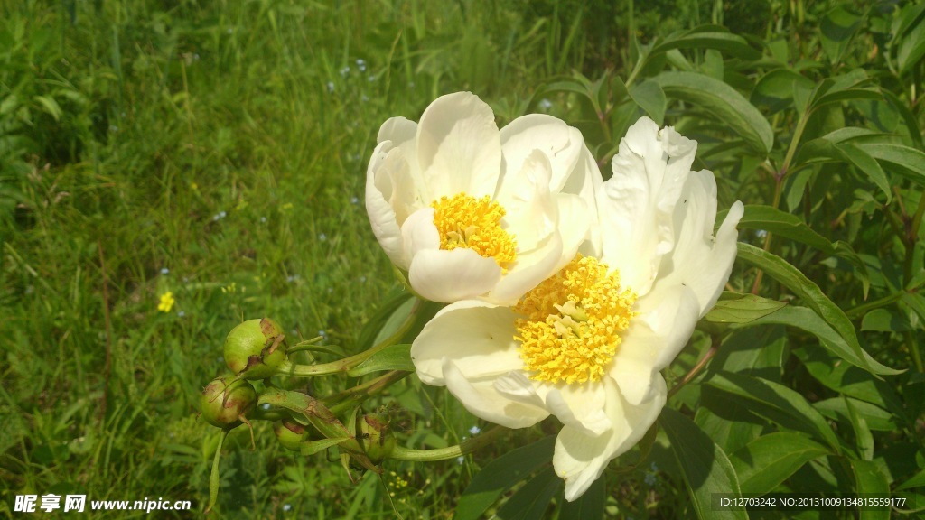 草原白芍药