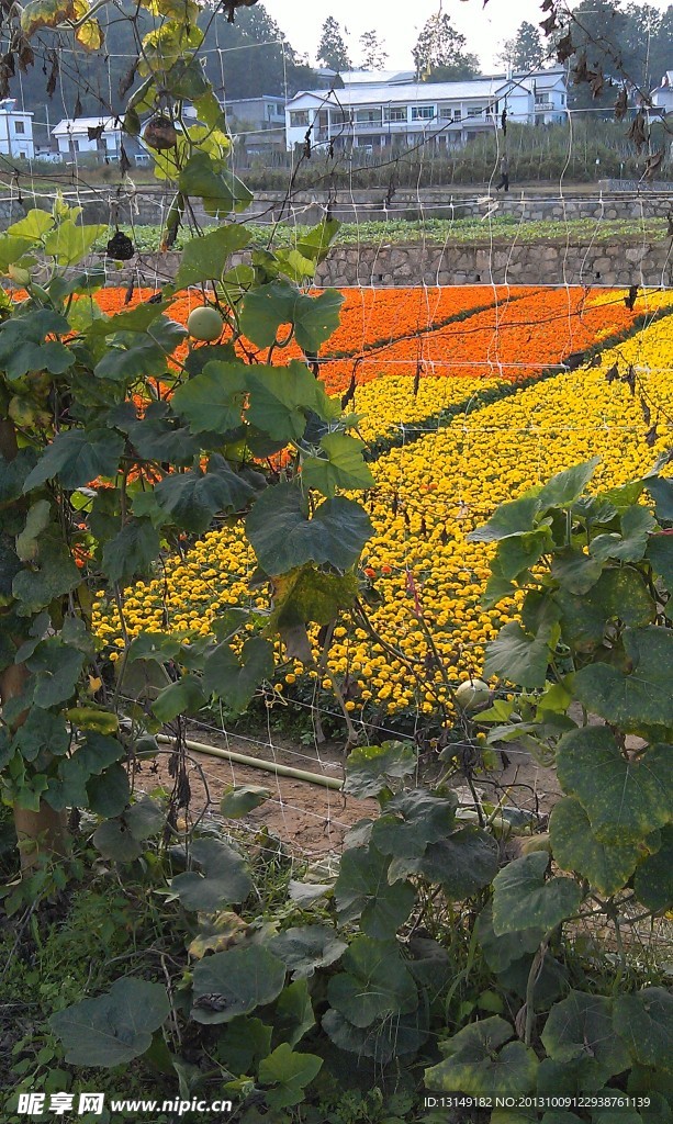 蓬莱田园风景