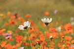 小花