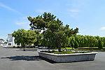 花坛里的树