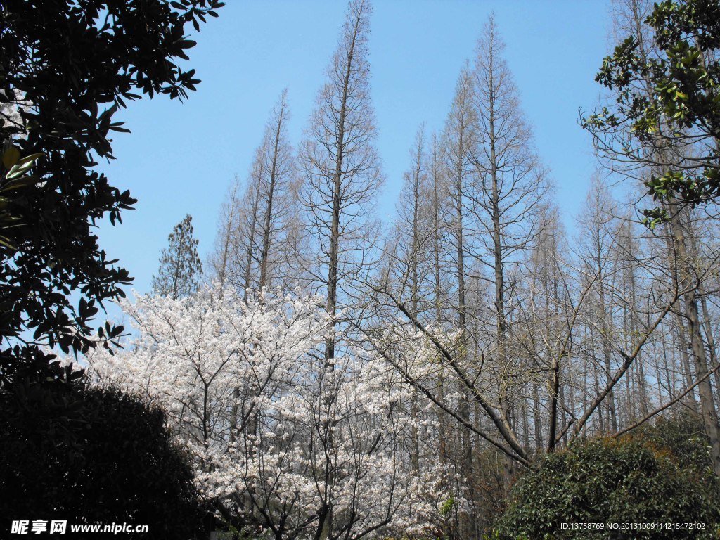 樱花树