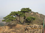松树