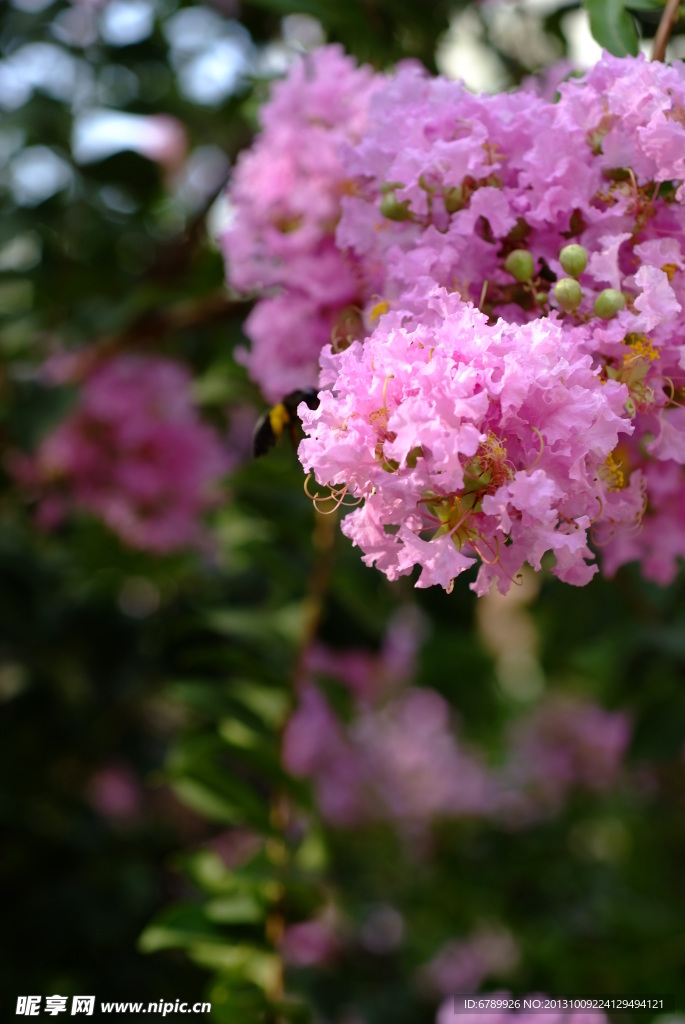 紫薇花