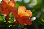 凌霄花