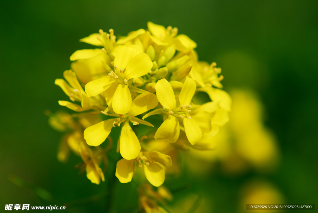 油菜花