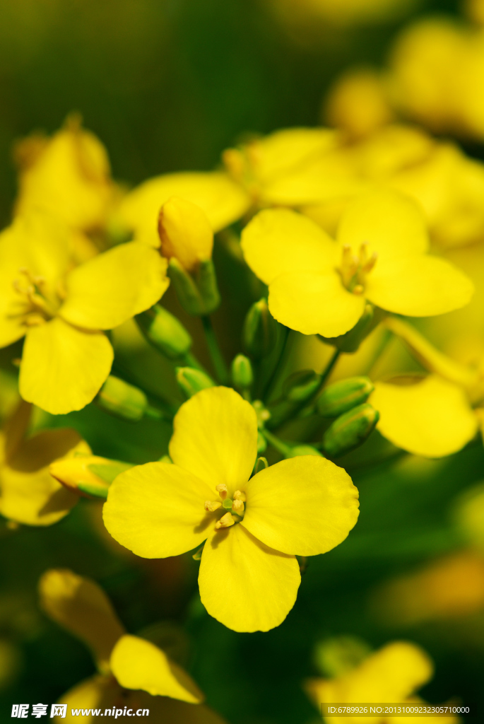 油菜花