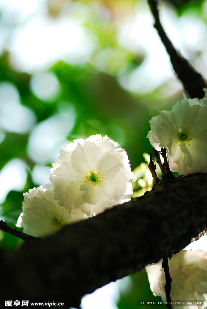 樱花