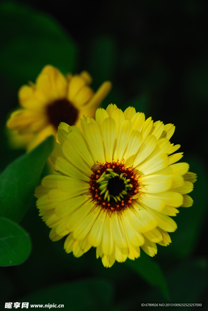 菊花