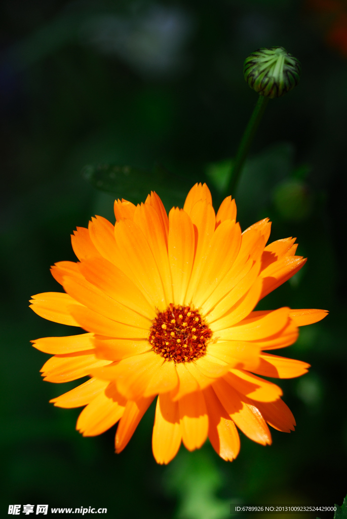 菊花