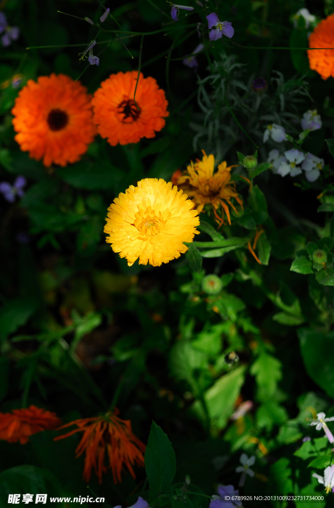 菊花