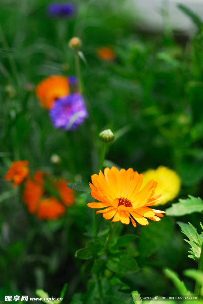 菊花