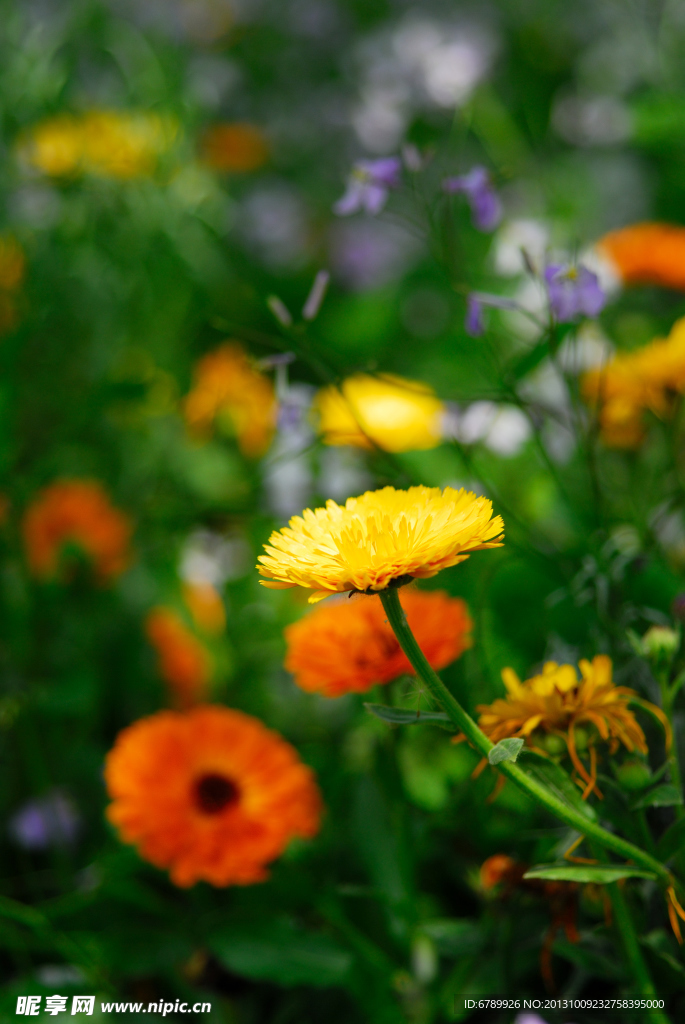 菊花