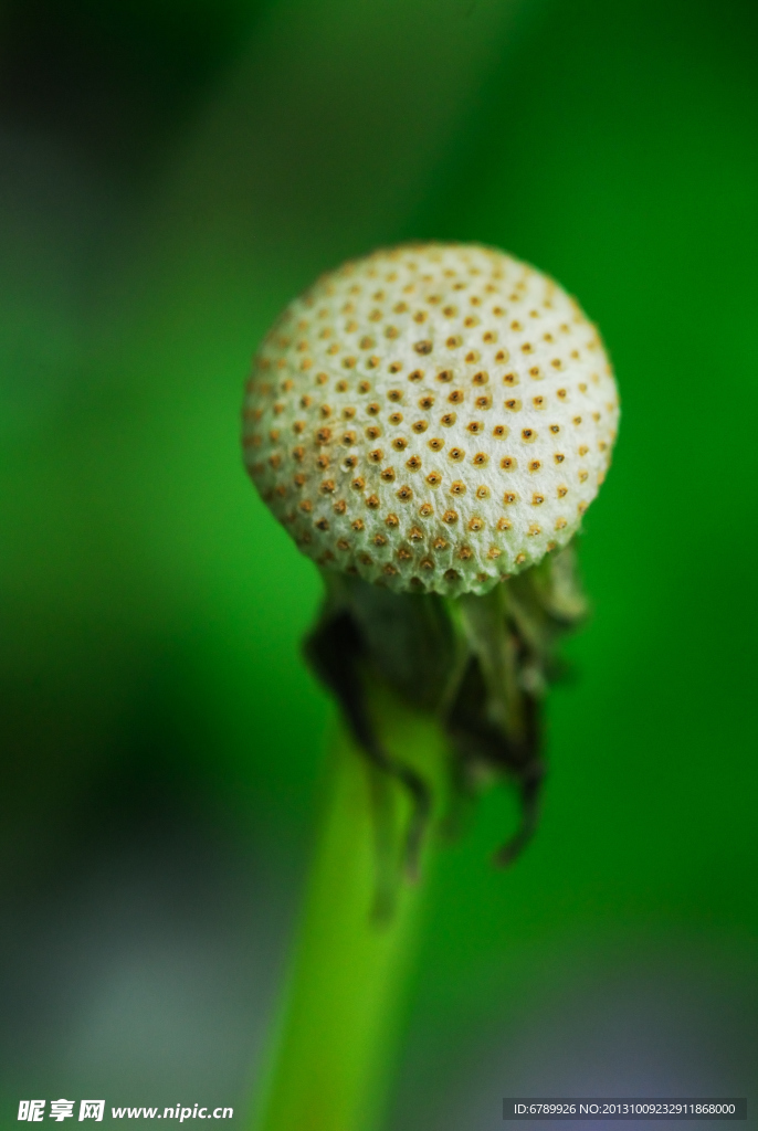 残菊花