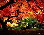 大树
