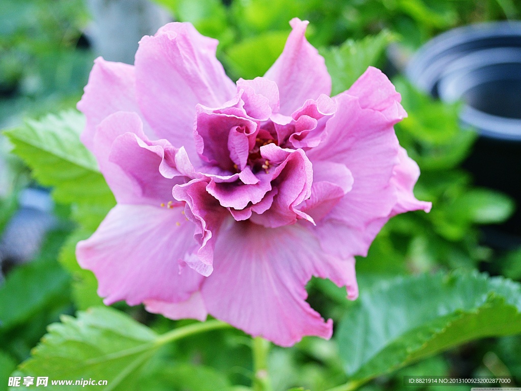 木槿花
