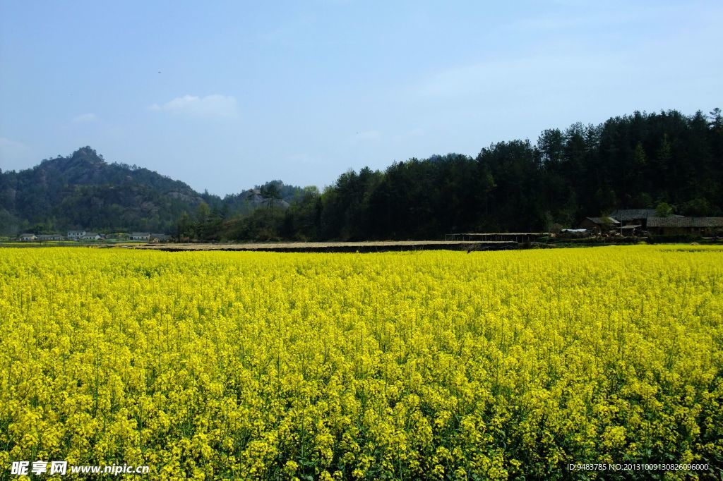 油菜花