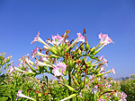 烟草花