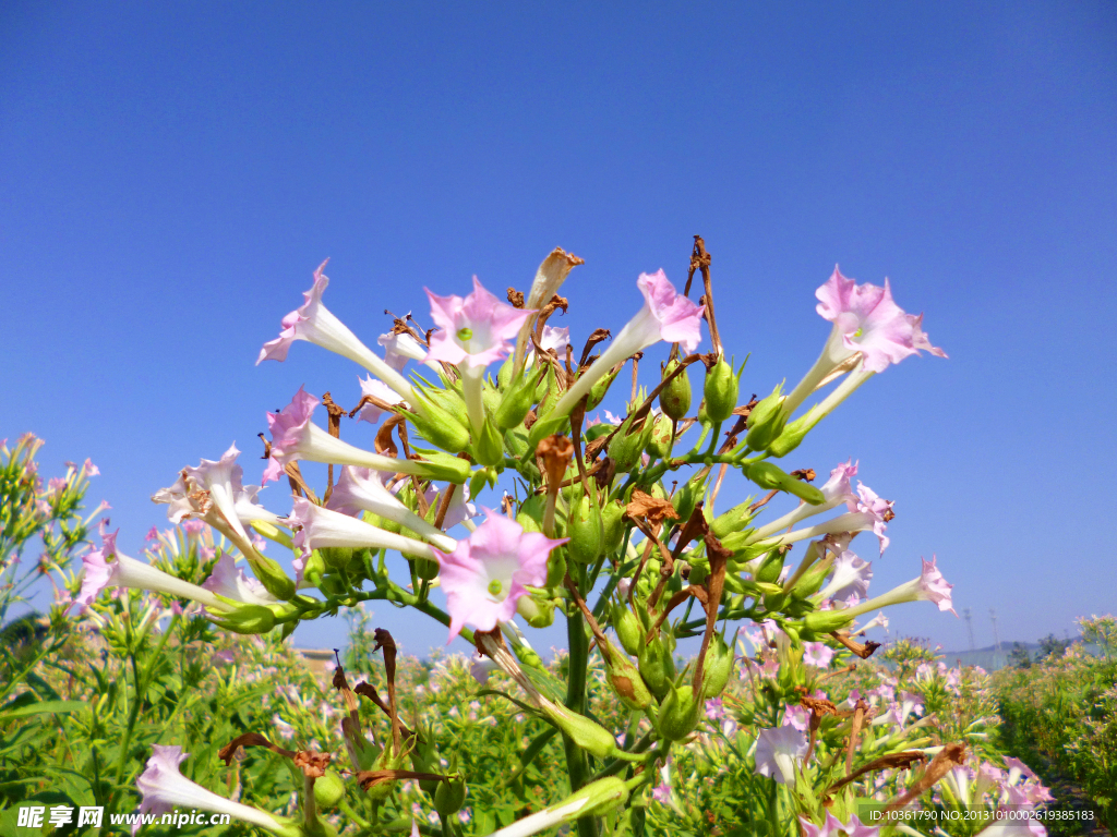 烟草花