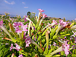 烟草花