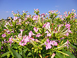 烟草花
