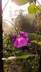 雨后牵牛花