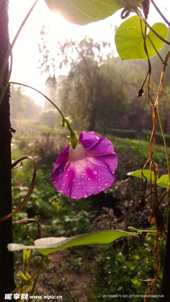 雨后牵牛花