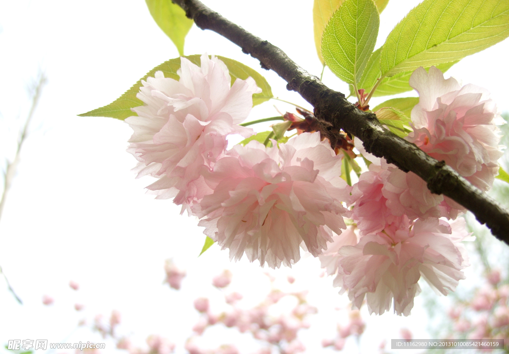 樱花