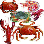 海鲜