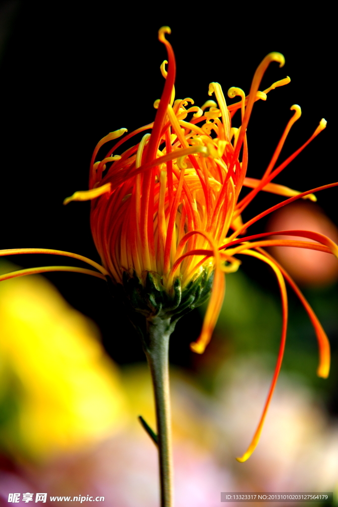 菊花
