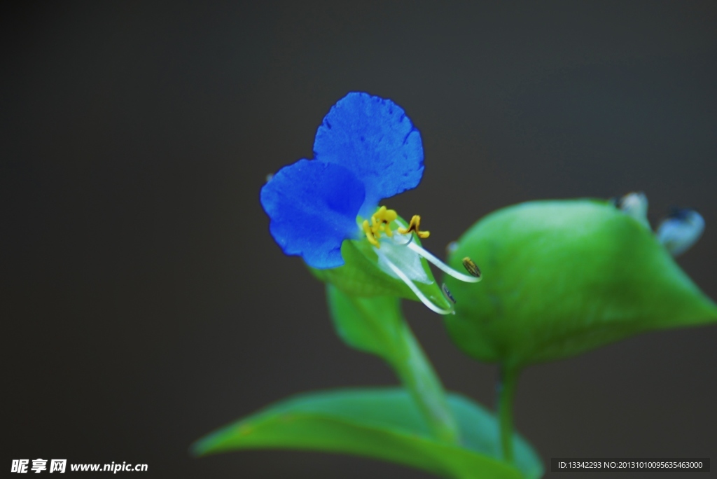 兰花草